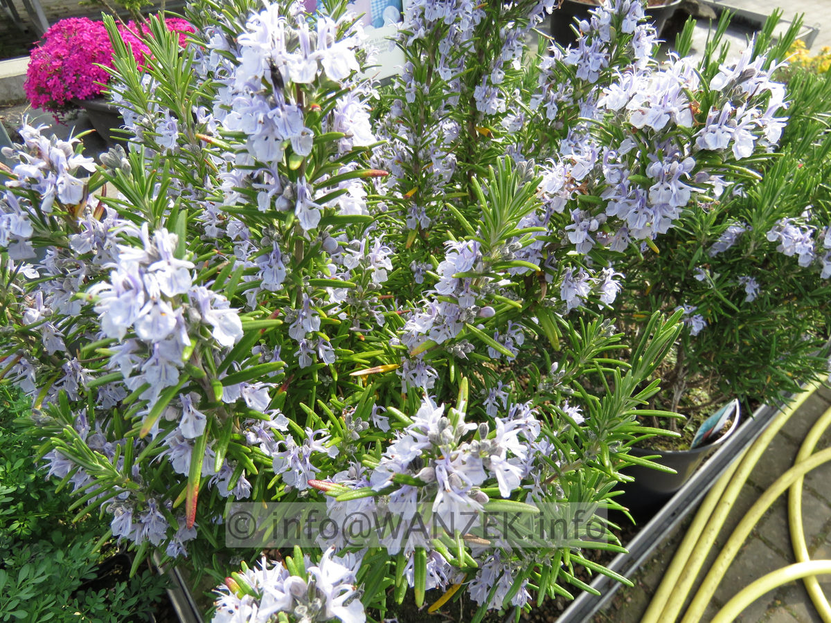 Rosmarinus officinalis Arp 01.JPG